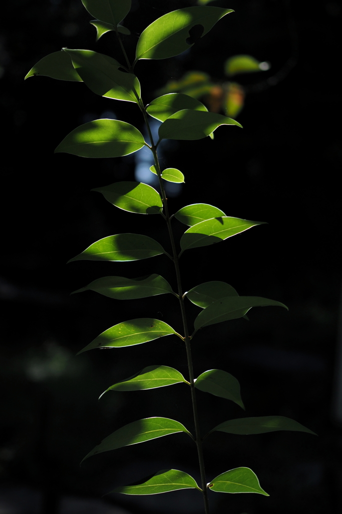 P9209836
