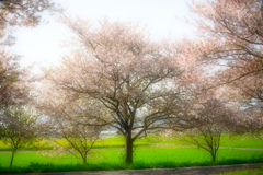 見納の桜