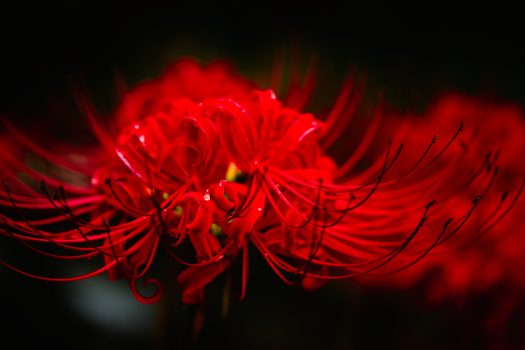 曼殊沙華