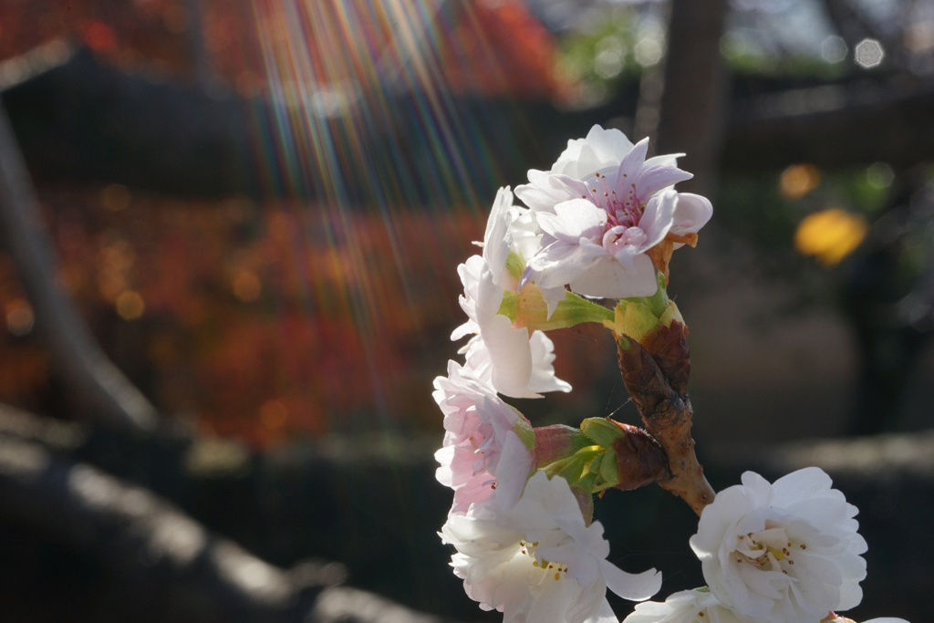 陽光（冬桜）