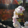 陽光（冬桜）