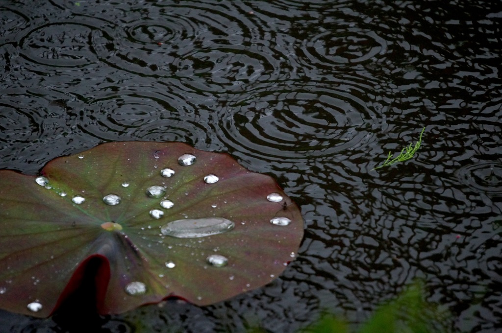 雨の紋様