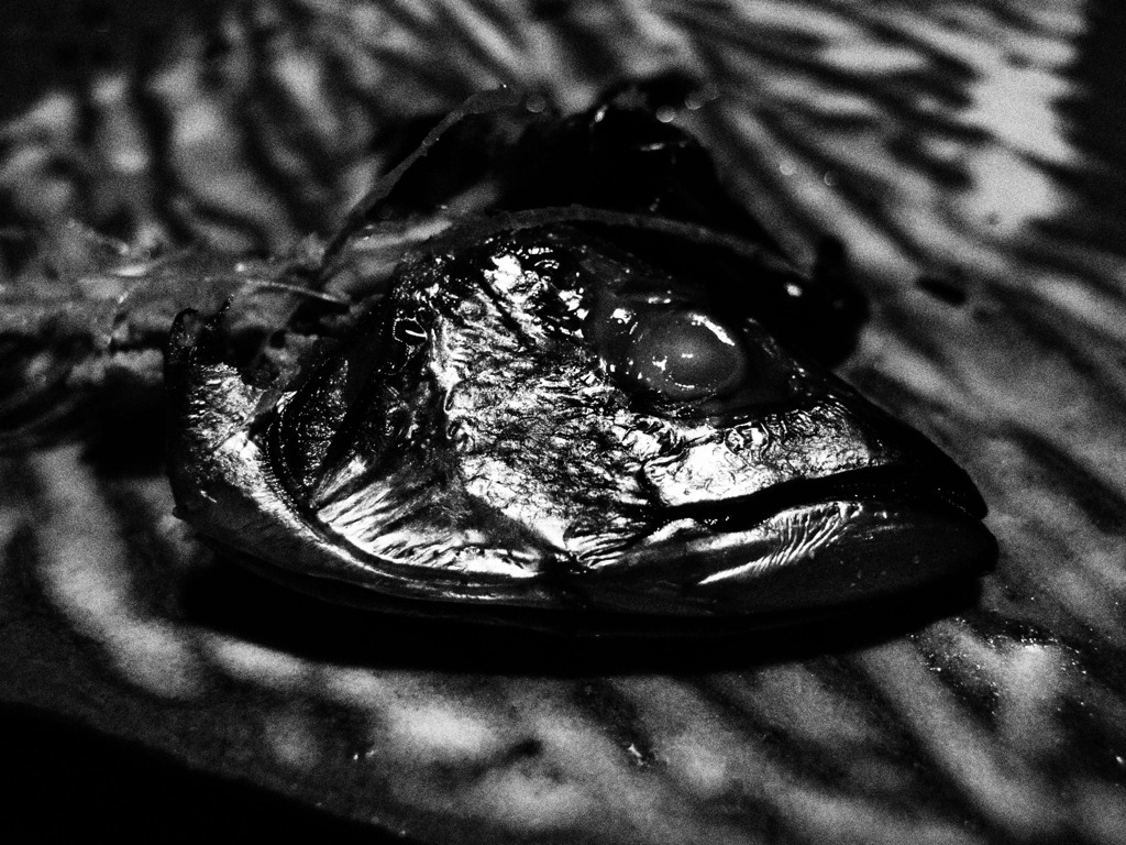 mackerel