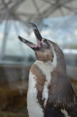 ペンギンのあくび