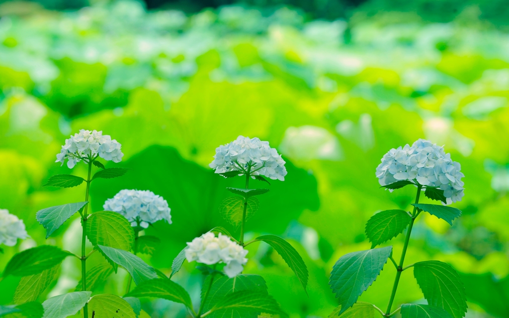 紫陽花三連
