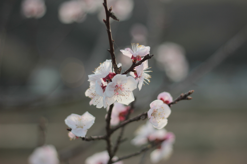 初桜　-1-