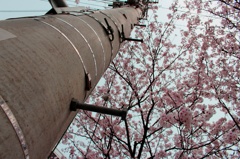 桜の電信柱