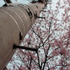 桜の電信柱
