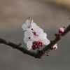 初桜　-3-