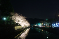 水面に写る桜