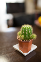 cactus pot