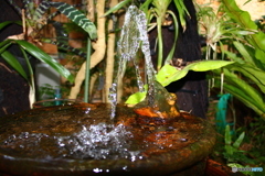熱帯都市緑化植物園のカエル