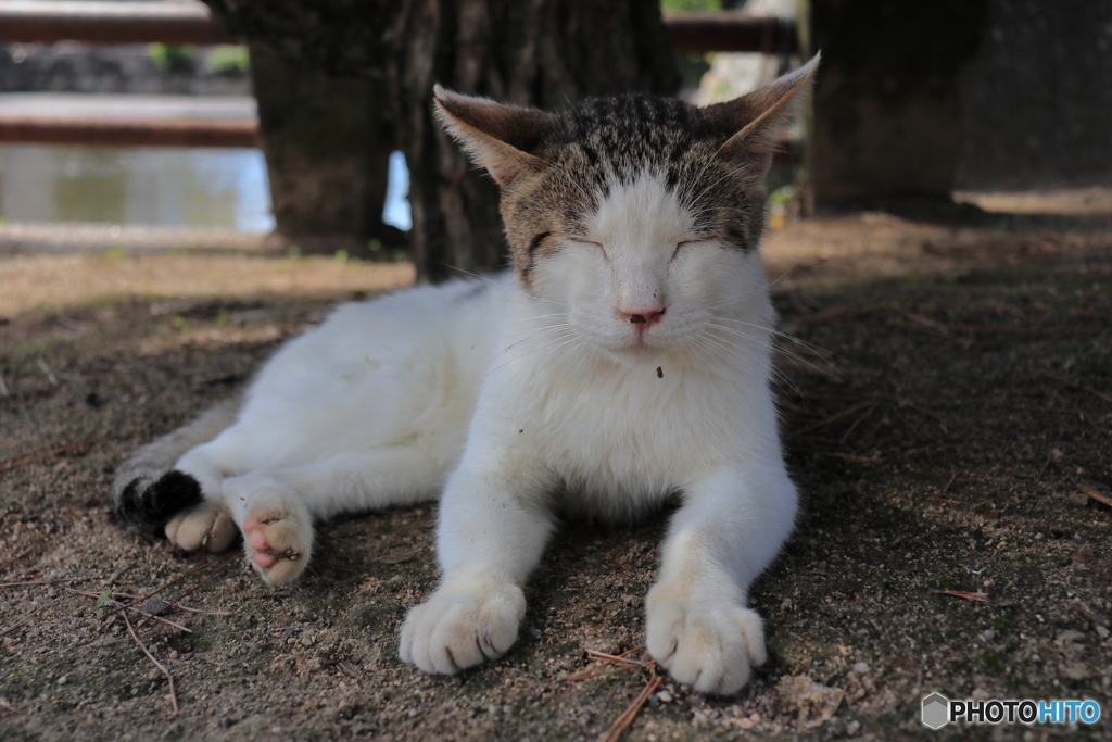 居眠り猫