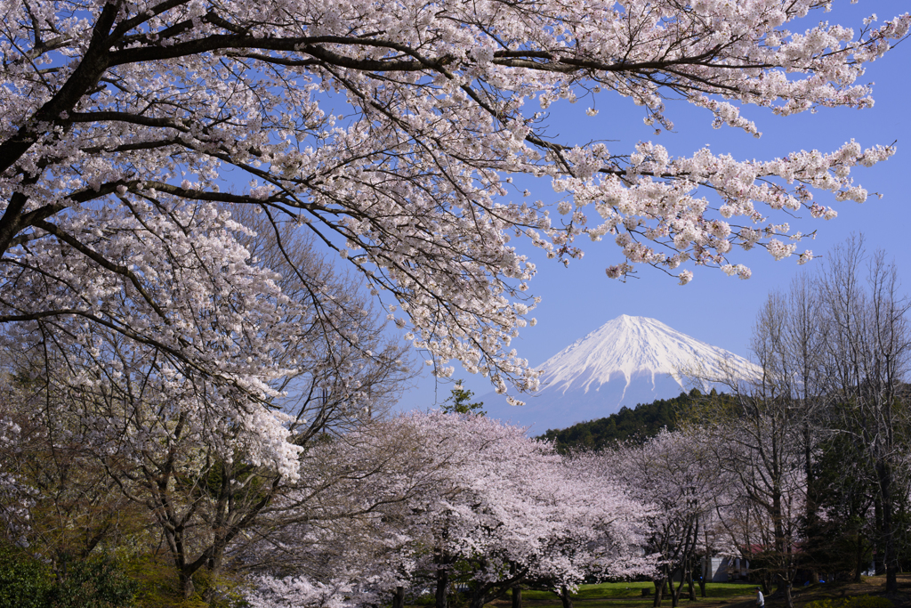 桜の彩り