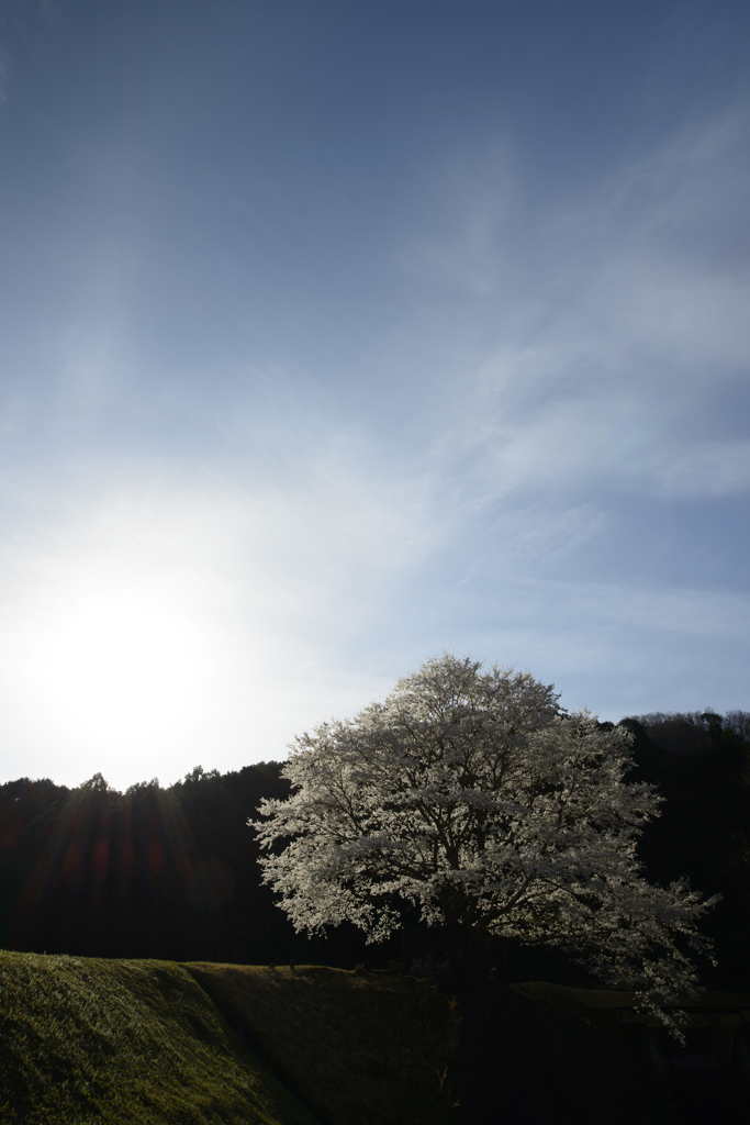 名なしの桜