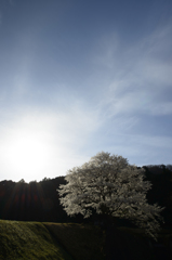 名なしの桜