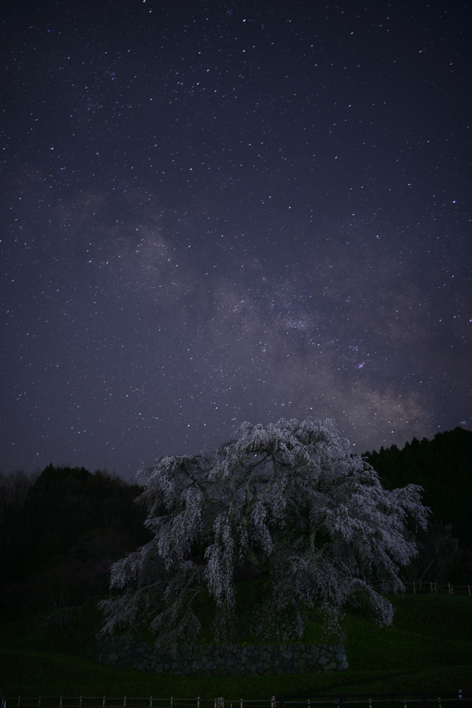 瀧桜と・・・