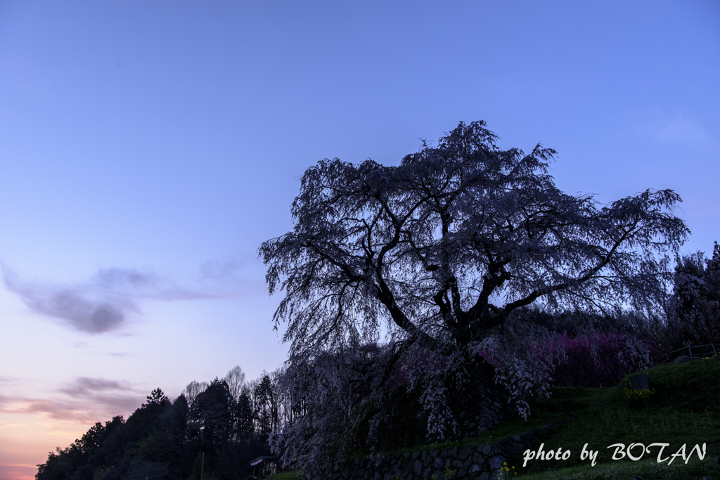 夜明けの瀧桜