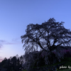 夜明けの瀧桜