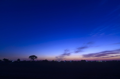 大楠の夜明け