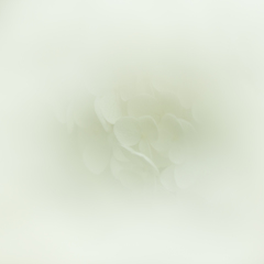 雲の中。