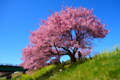 みなみの桜❹