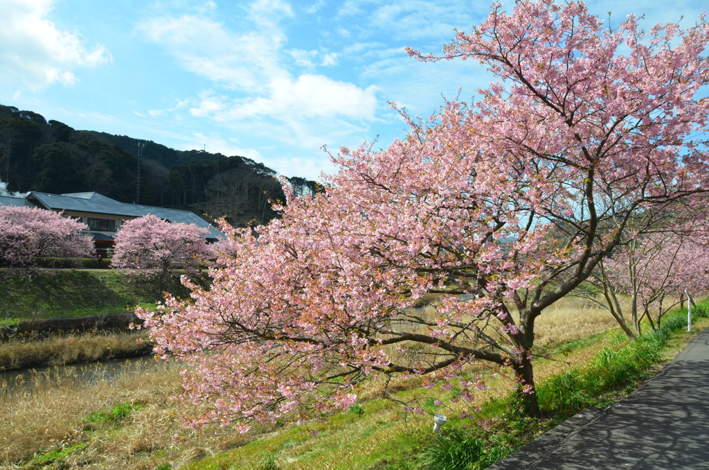 みなみの桜❷