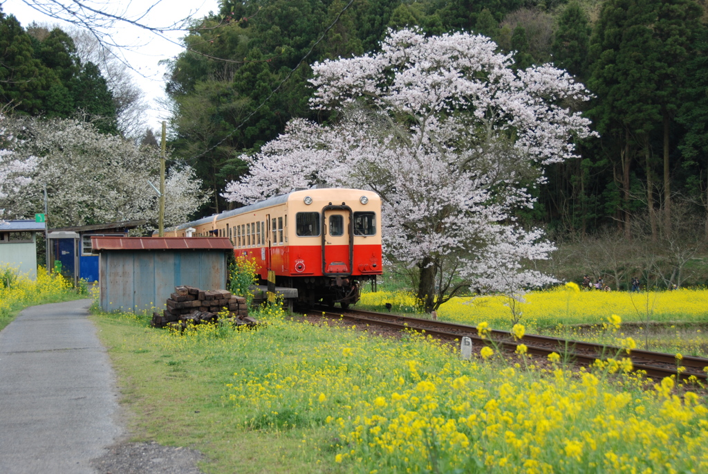 小湊鉄道　春の飯給駅