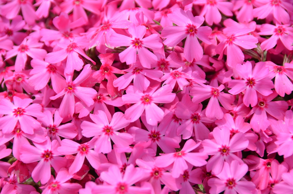 芝桜Ⅱ
