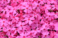 芝桜Ⅱ