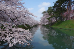 弘前公園の桜❶