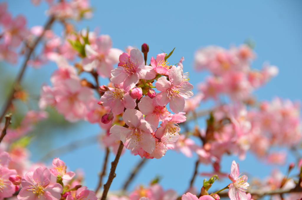 白子町の河津桜
