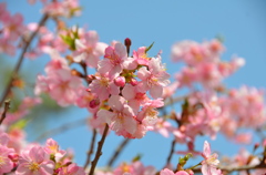 白子町の河津桜