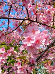 有吉貝塚公園の河津桜