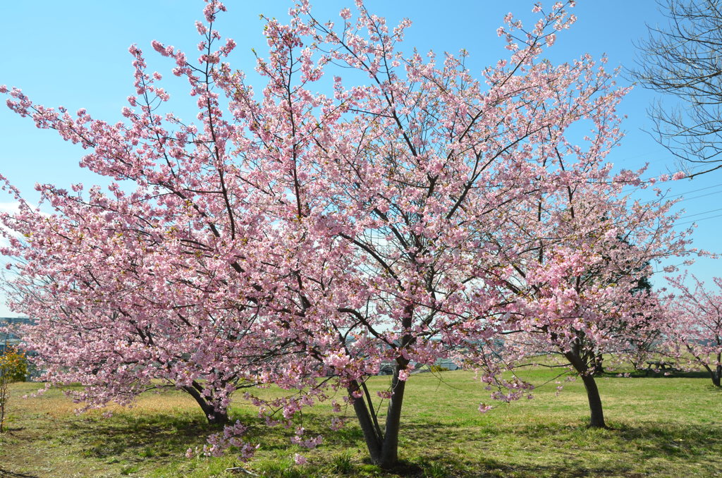 河津桜