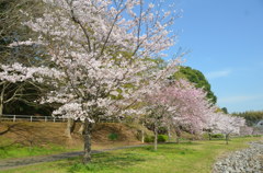 大百池公園の桜