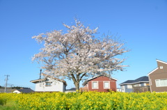 桜のある街