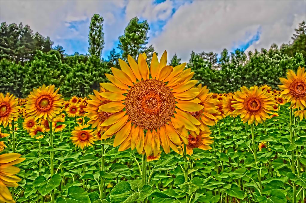 富良野の元気なひまわり（ＨＤＲ）