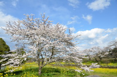 桜と菜の花のコラボ