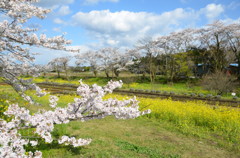 桜と菜の花の饗宴