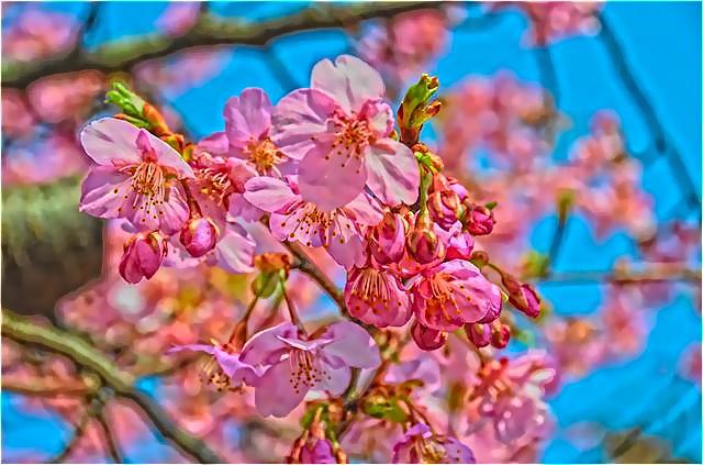 河津桜(HDRアートクラフト)