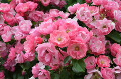 ばら・薔薇・バラ
