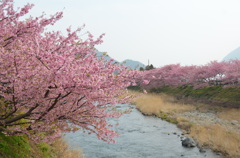 河津桜ＩＮ河津町