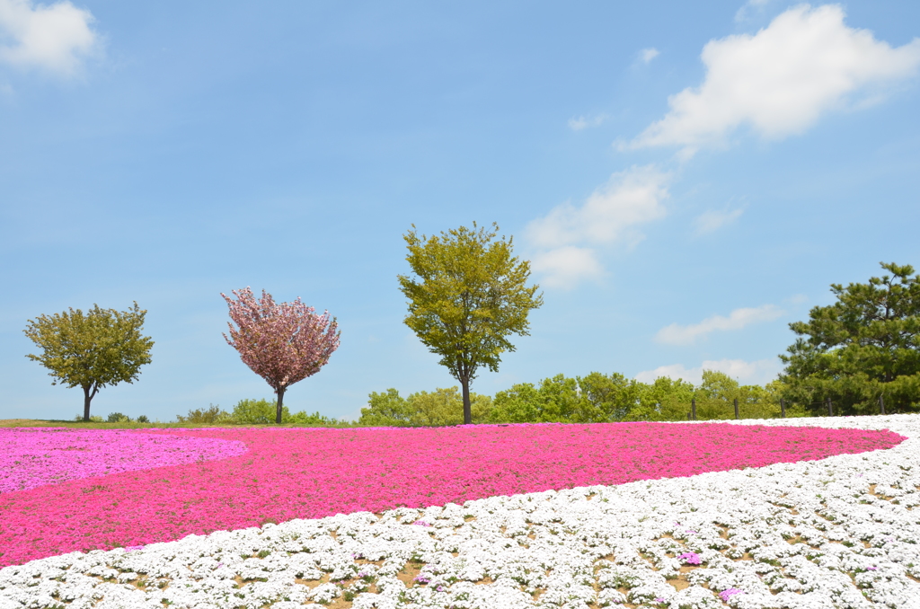 芝桜