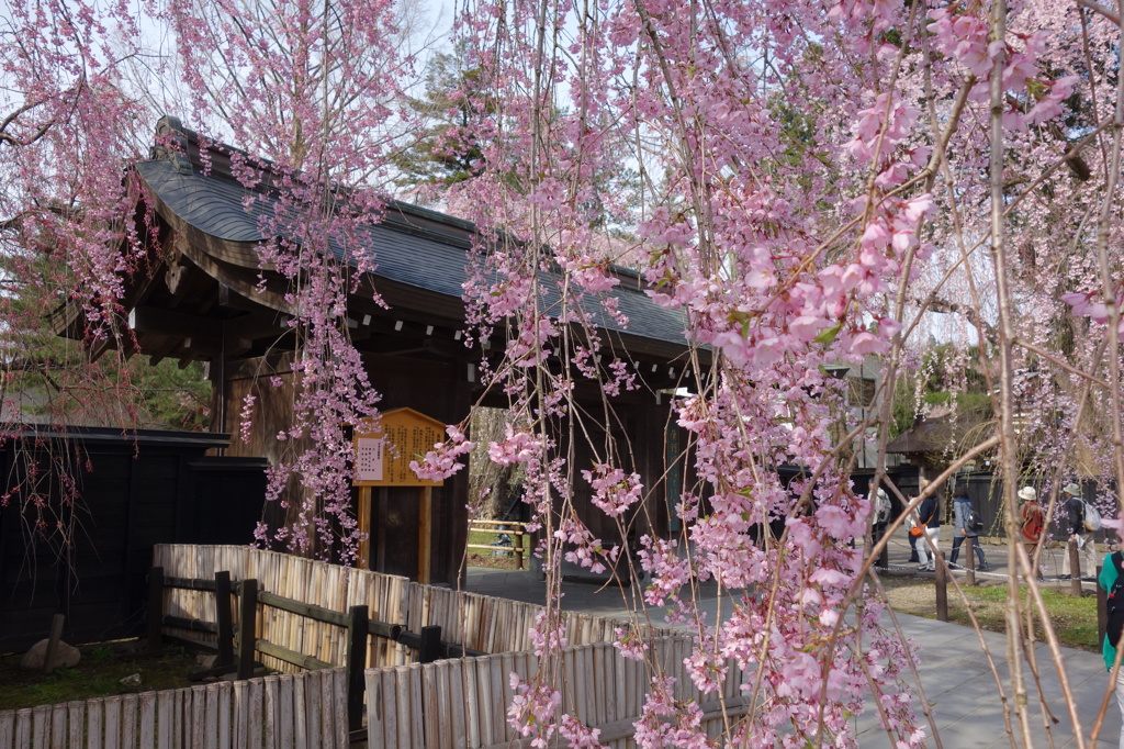 角館伝承館のしだれ桜