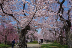 弘前公園の桜❷