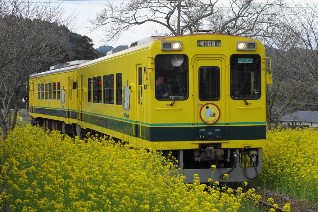 菜の花の中のいすみ鉄道