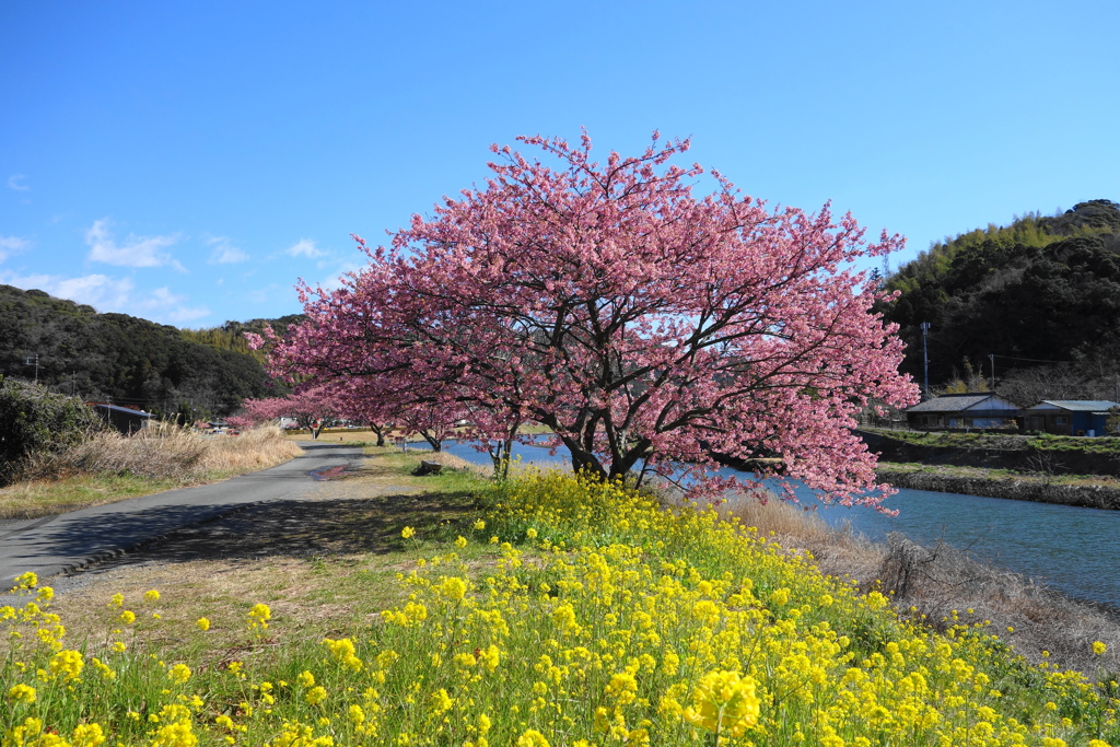 みなみの桜❶