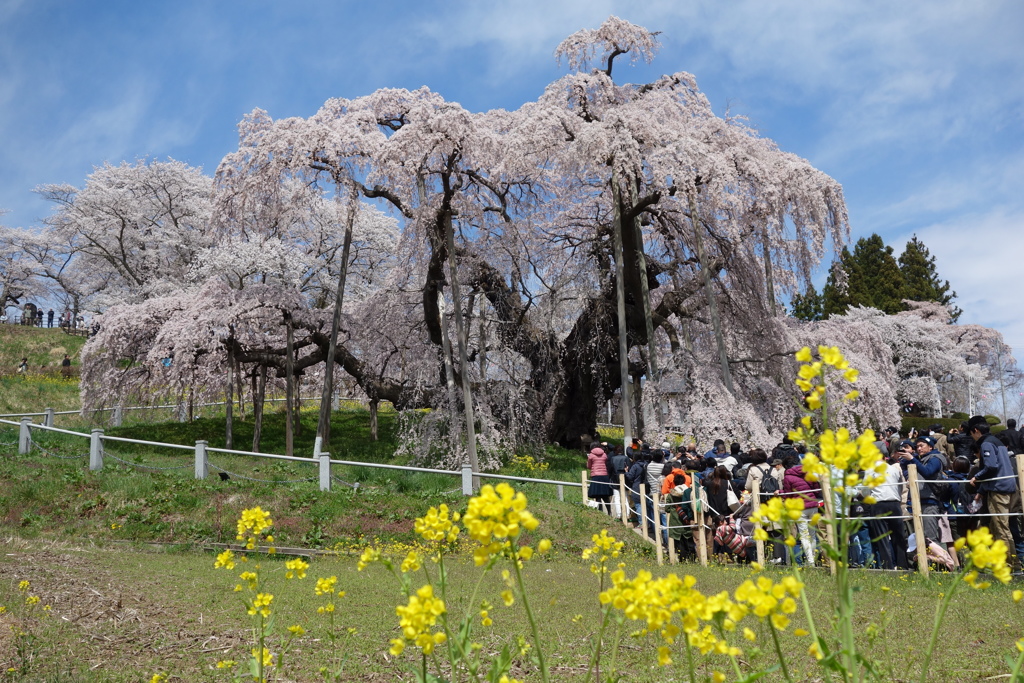 三春の滝桜