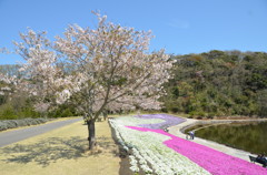 桜＆芝桜